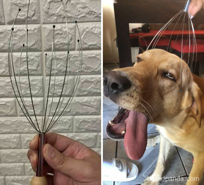 47 Hilarious Dog Posts To Put A Smile On Your Face (New Pics)