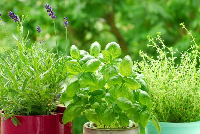 If you have an assortment of spices and herbs tucked away in your kitchen, there’s no way basil wouldn’t be found among the lot