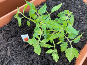 Today I want to talk about how to plant vegetables on your deck or patio