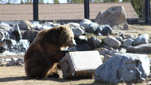 These Bears Have a Job, and It’s Destroying Cooler