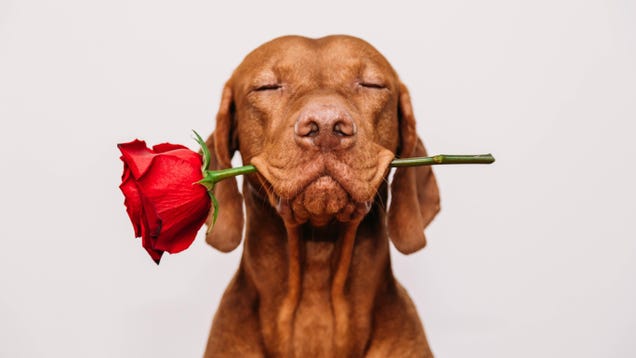 7 Creative Valentine’s Day Gifts Under $30