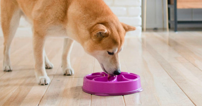 Outward Hound Fun Feeder Bowl Only $5.92 on Amazon (Regularly $10)