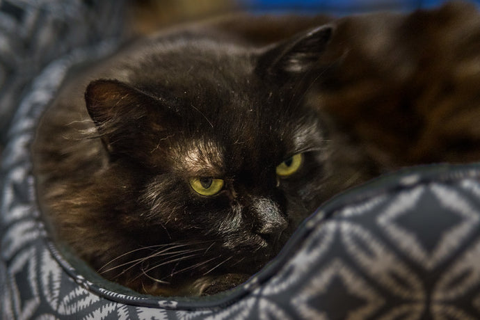 Christmas season 2022