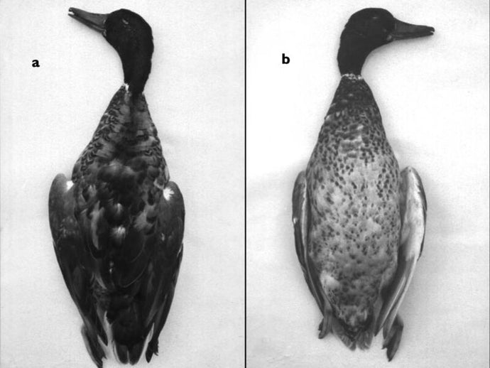 “Dead Duck Day” marks that time a scientist witnessed gay duck necrophilia